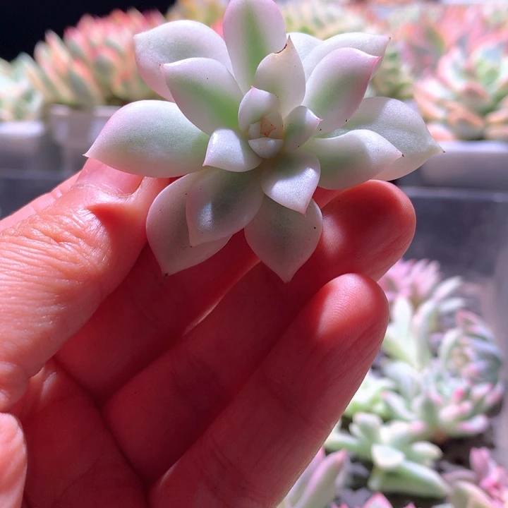 月下白覆轮锦砍头无根