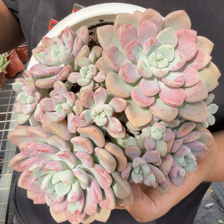 花瓣鹿双头起发带崽