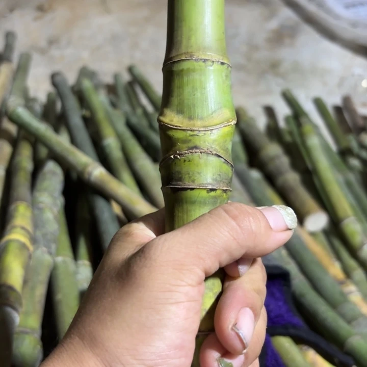 一***目实心竹竹竹竹竹竹竹竹竹