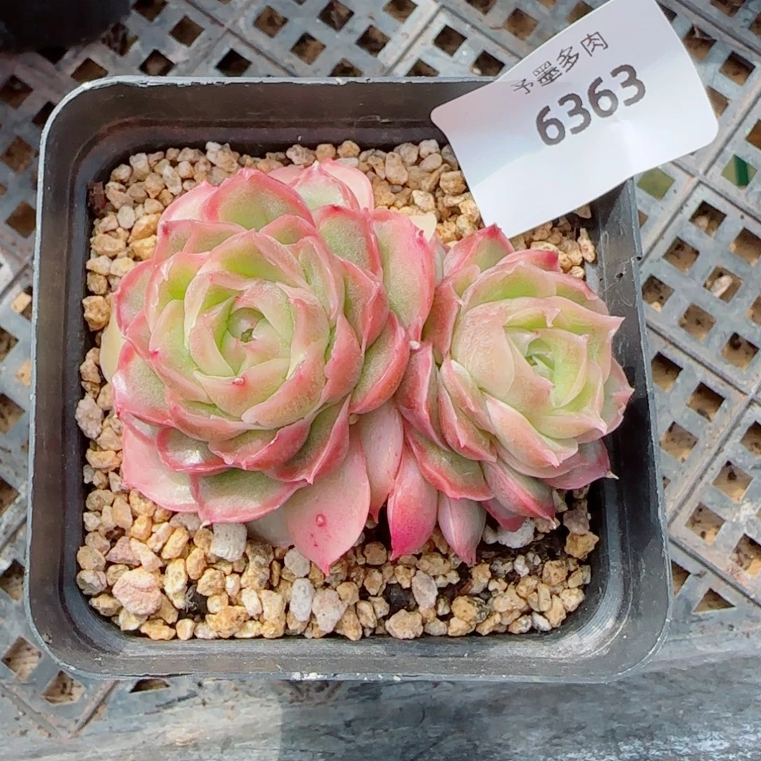 水晶虾饺，6363多肉植物