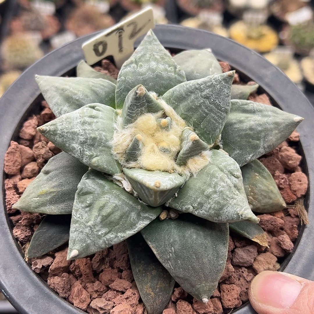 072青瓷牡丹实生仙人球