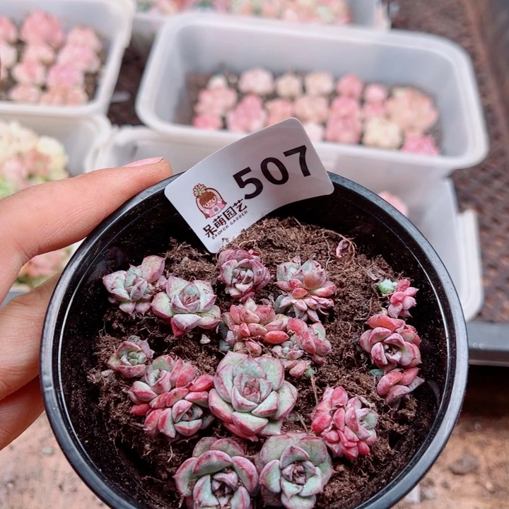 多肉植物多肉植物