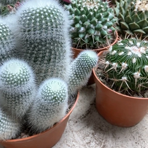 白小丁多了玉雪糕仙人球35米