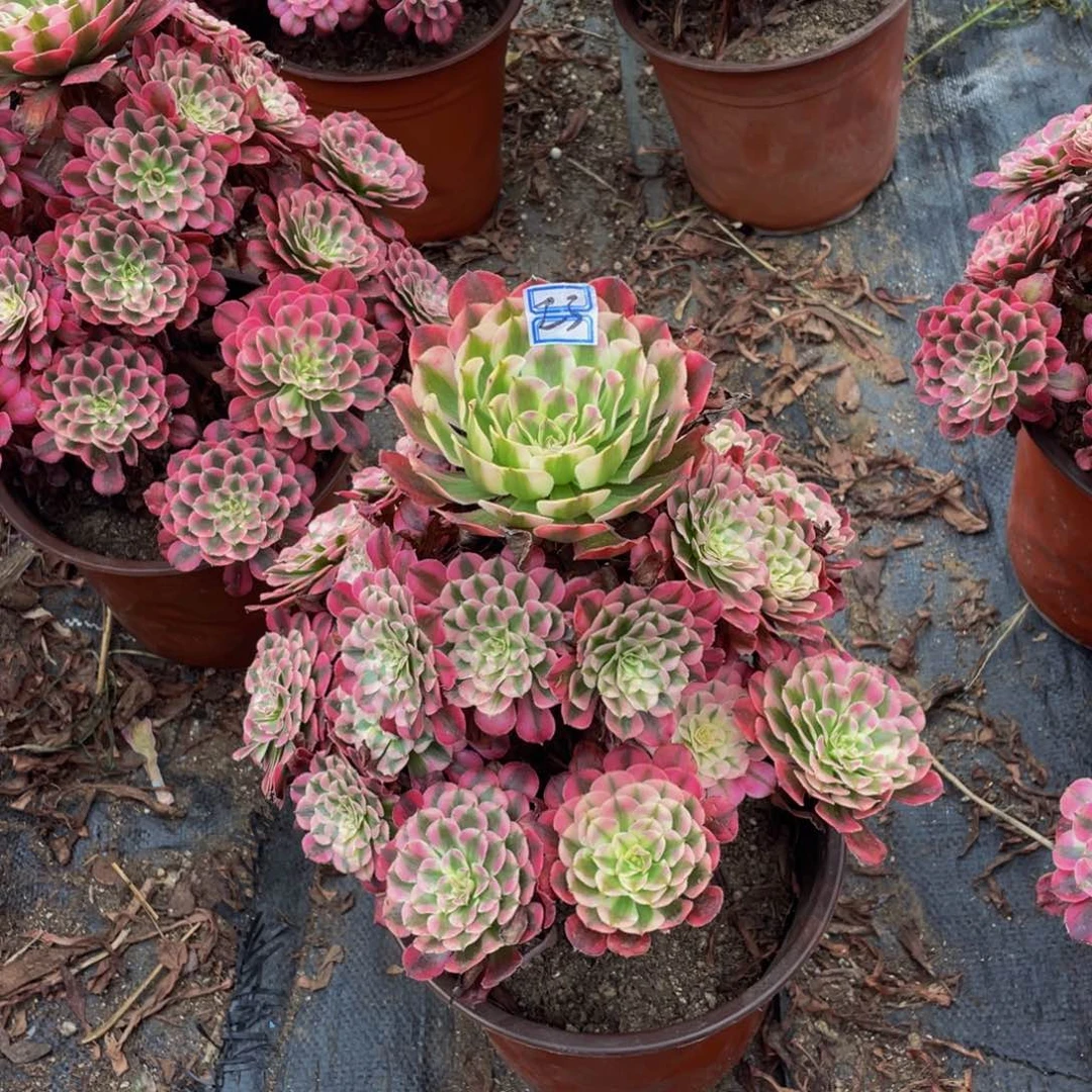 群***群23鲜花老桩红铜表白23鲜花