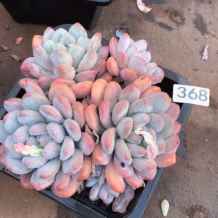 368香水一物一拍多肉