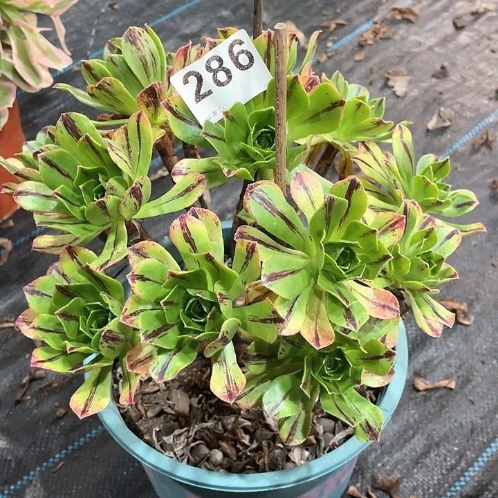 碧火286   冠幅  22