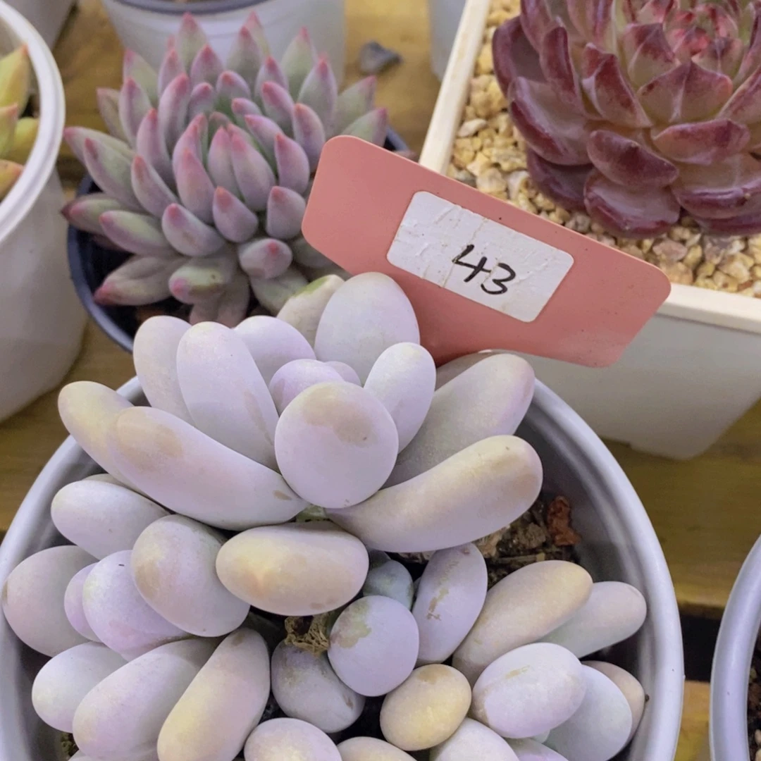 开心多肉，破价专场，今天不对比价格，