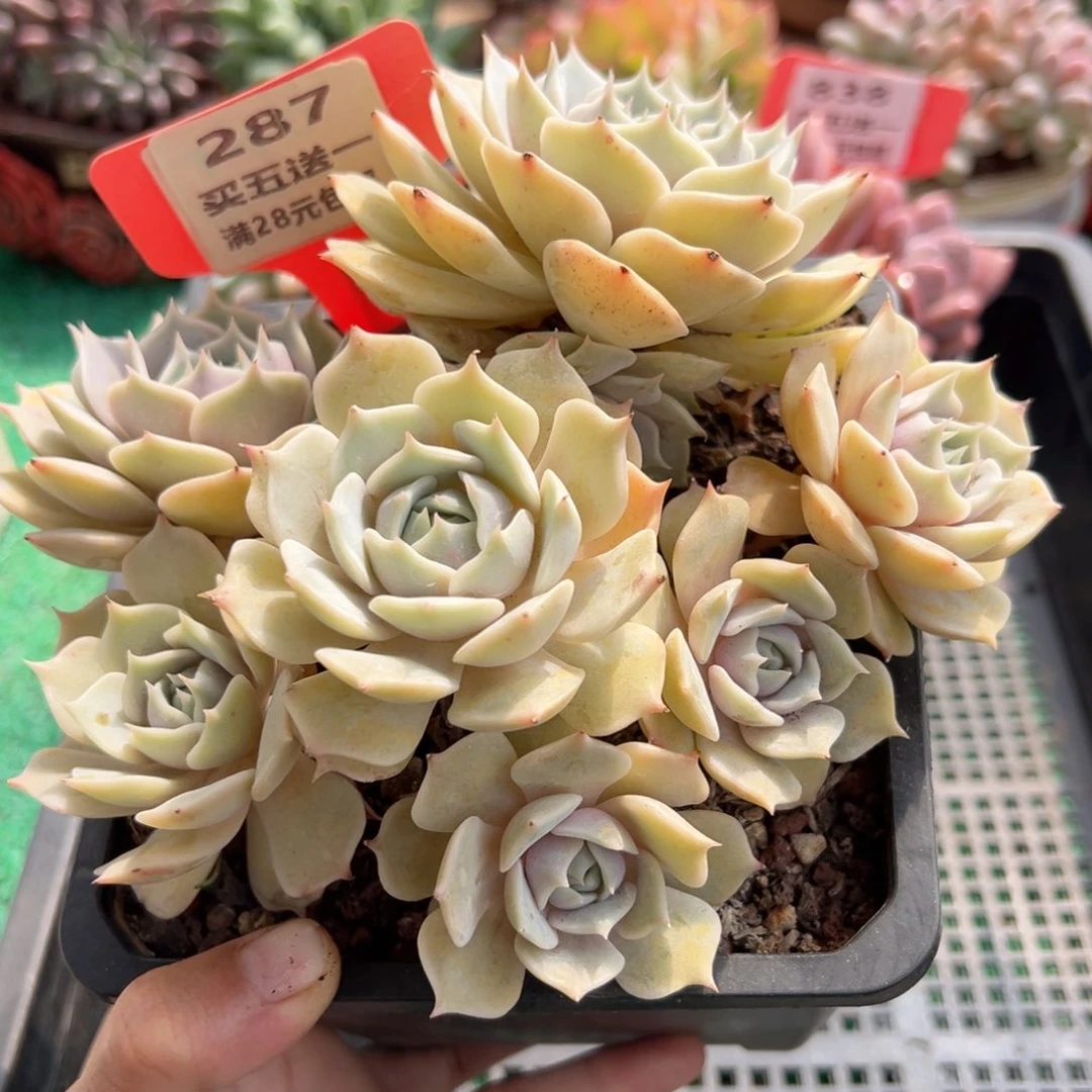 表妹精品多肉植物287.