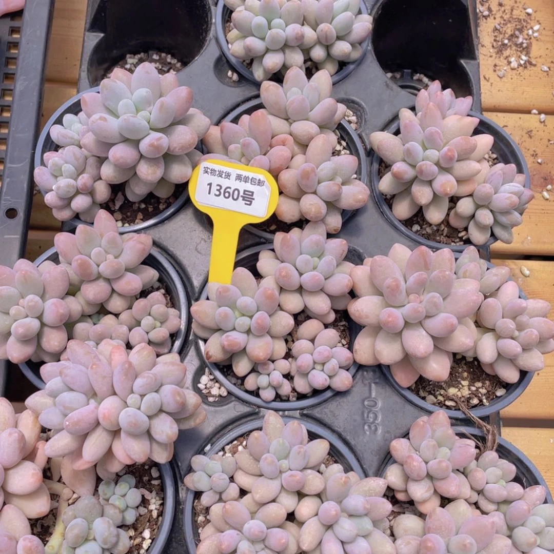 1360号 汤圆大群生一个带盆土