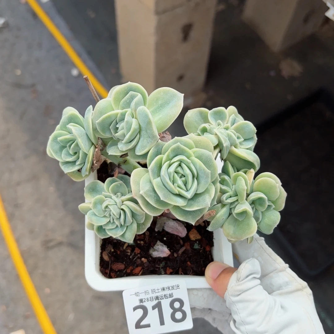 可爱玫瑰缀化无盆土发货