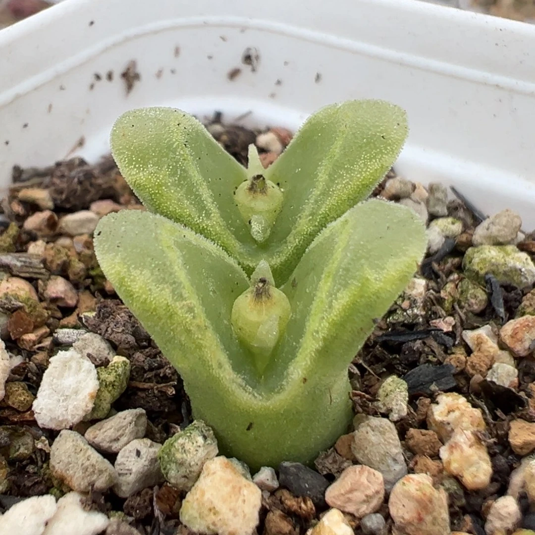 41多肉植物百科植物