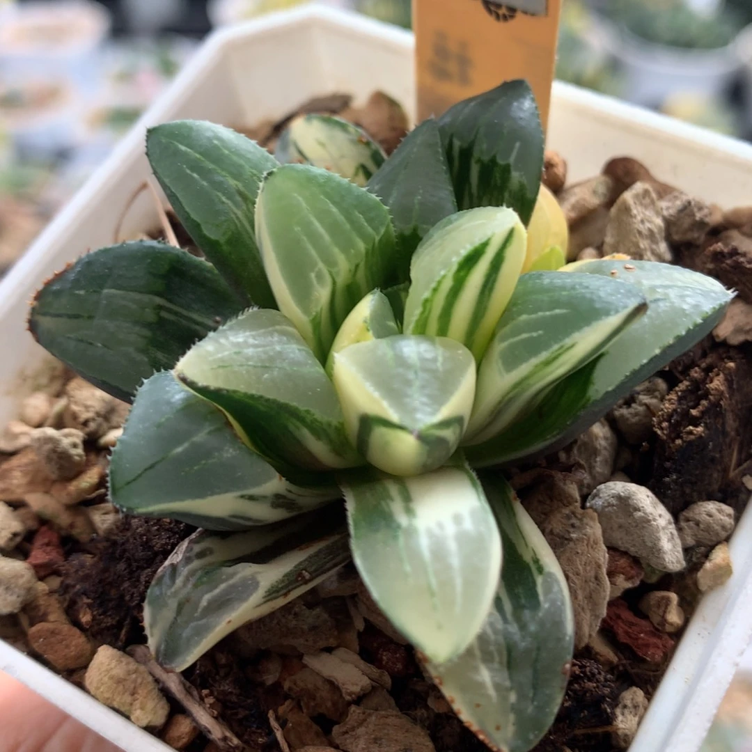 289姬寿锦多肉植物十二卷