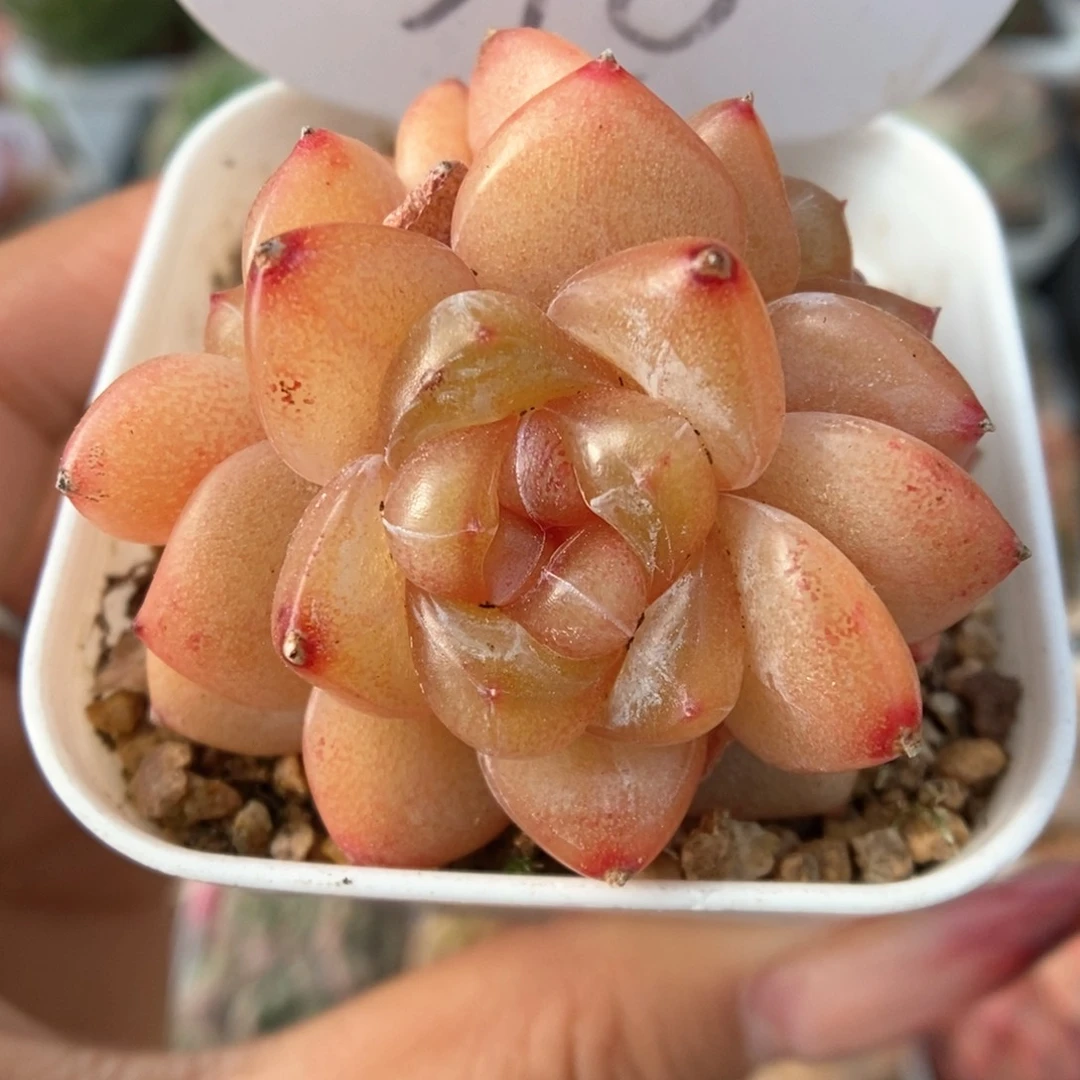 金雀群生可拍398号。