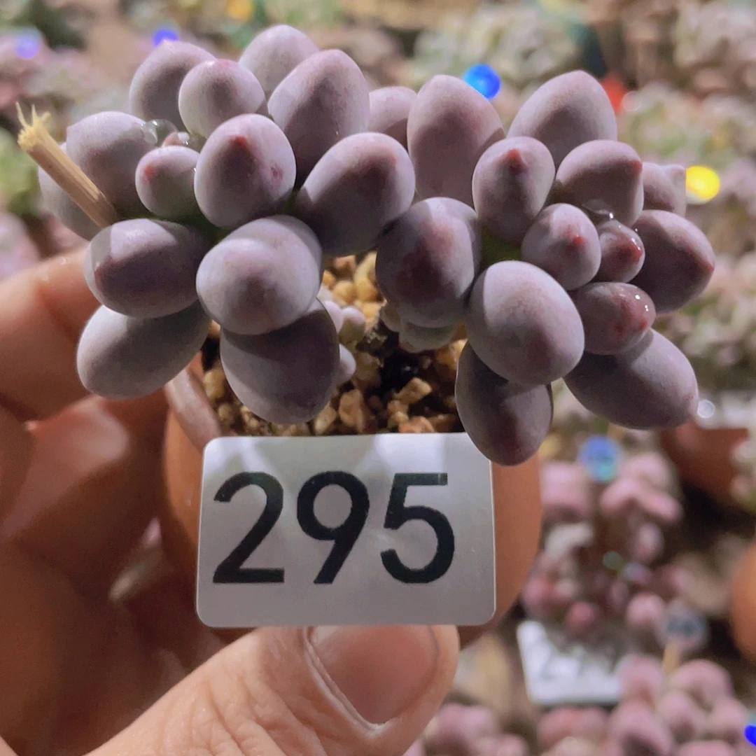 奶尖很小多肉植物