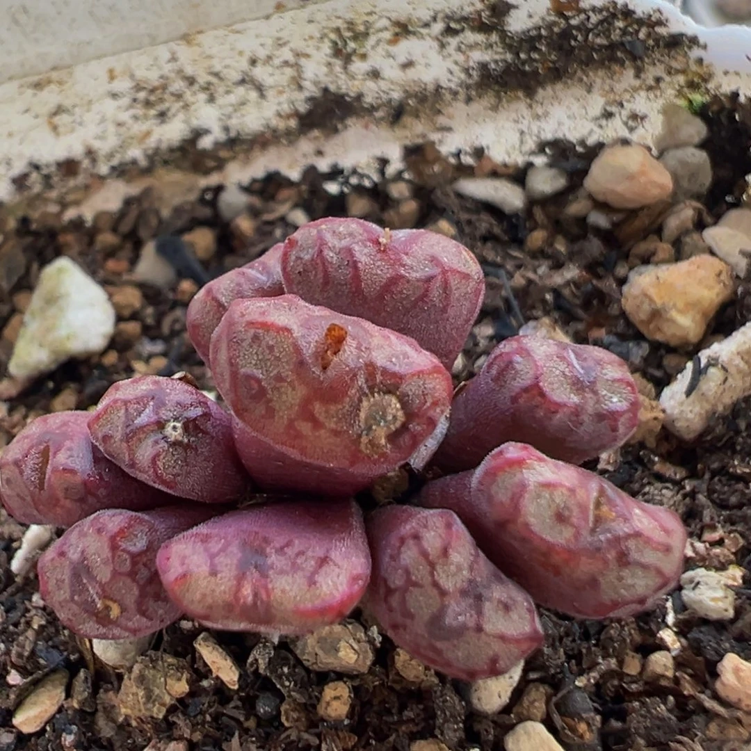 196多肉植物百科植物