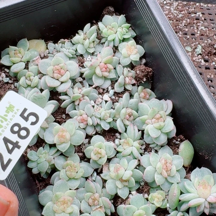 ****瓷多肉植物多肉植物