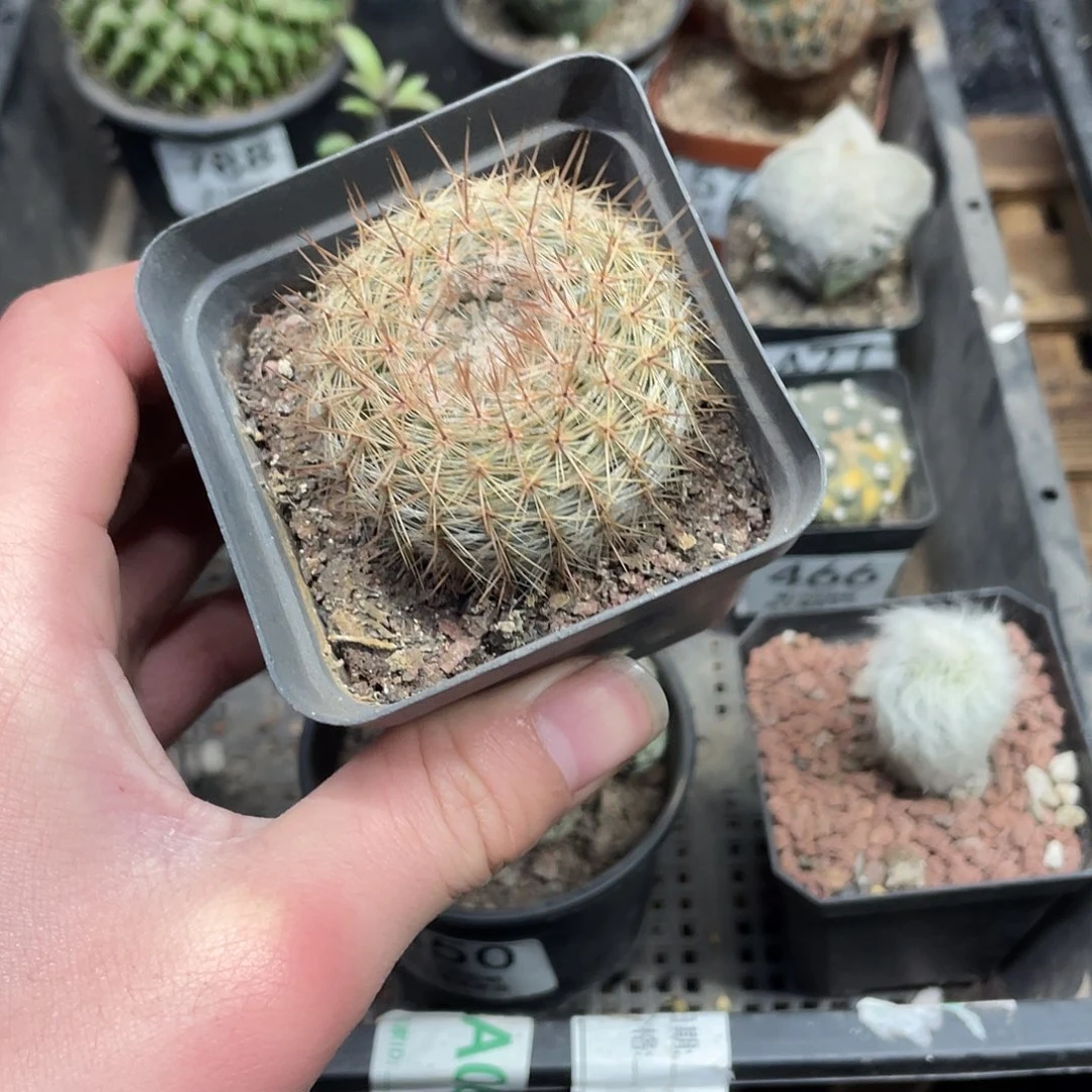 红绳丸（满18包邮）