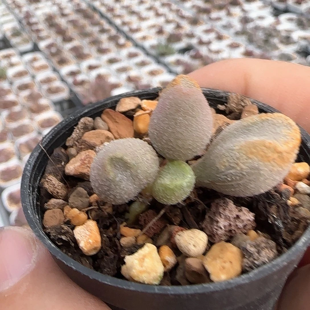 咖****冰晶哈密瓜水泡多肉