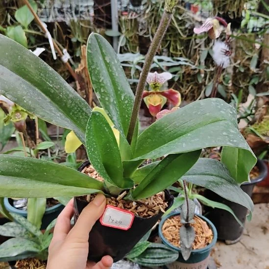 完全开放带花苞发货