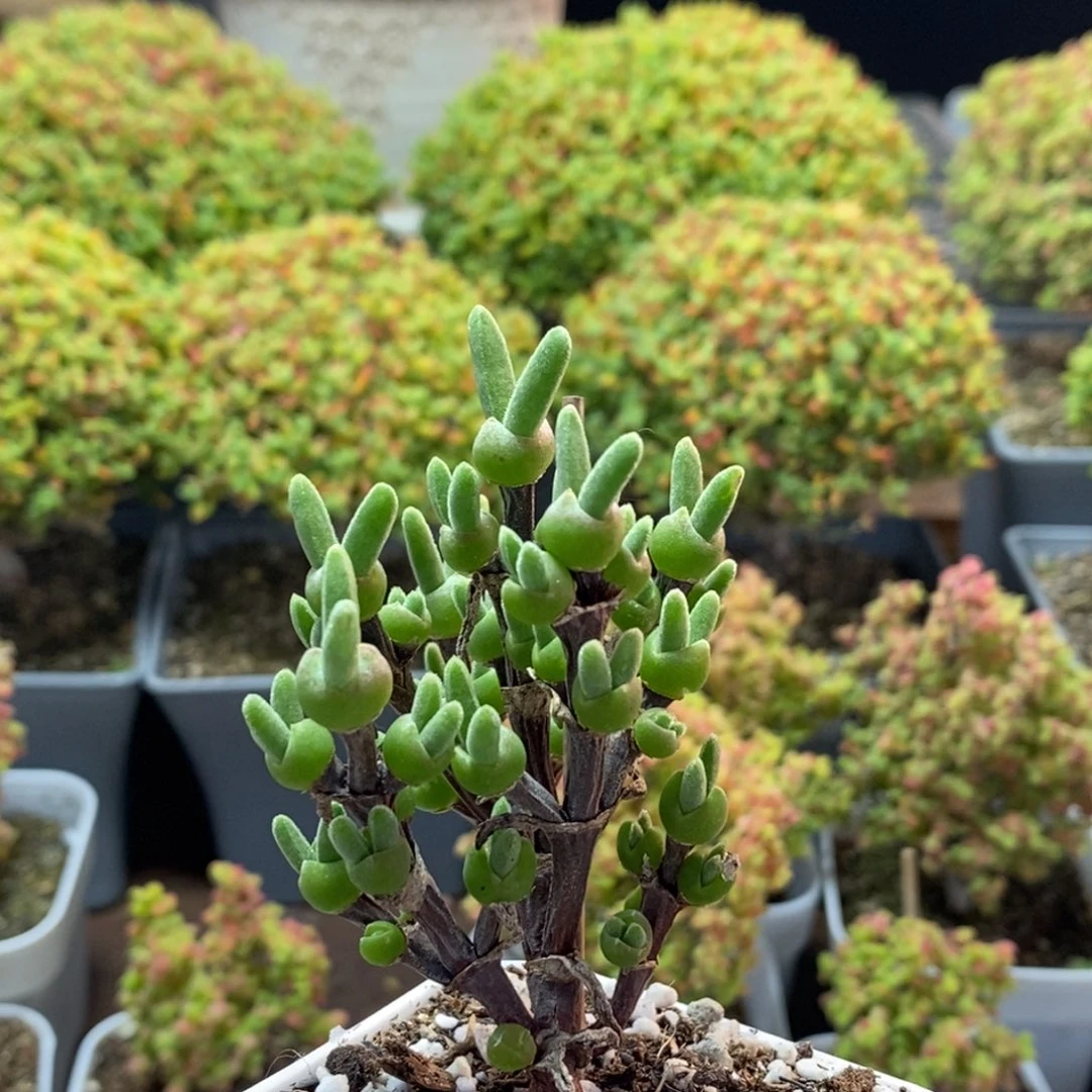 蟹***包枝干兔子1554枝干番杏