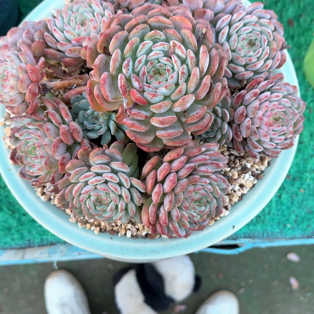 多肉植物多肉植物