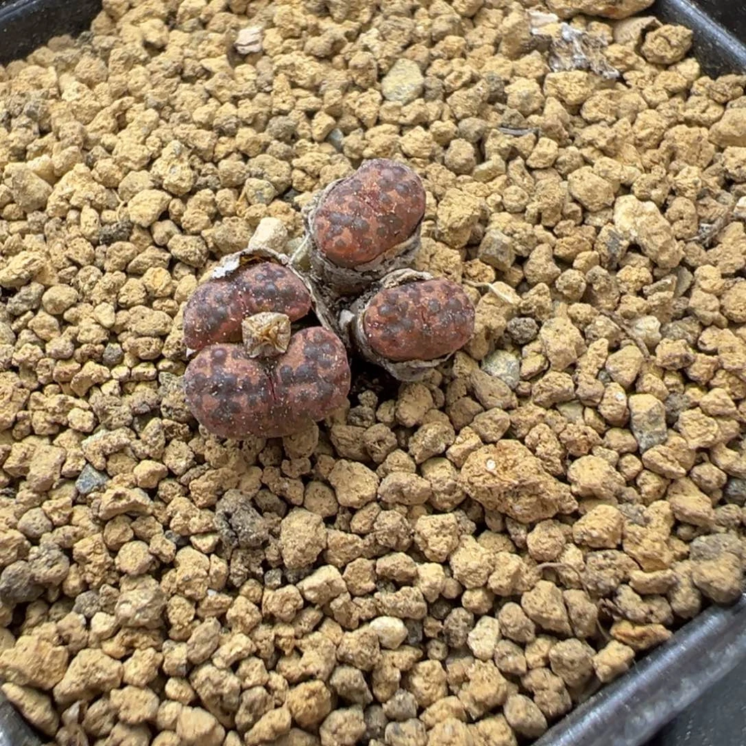 24-158泡泡勋章多肉植物
