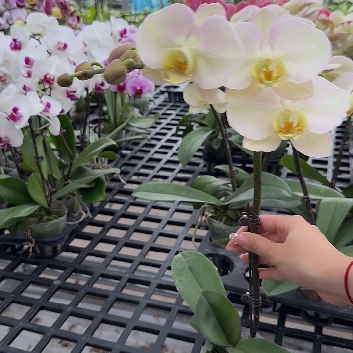 大部分开放少量花苞星冰乐