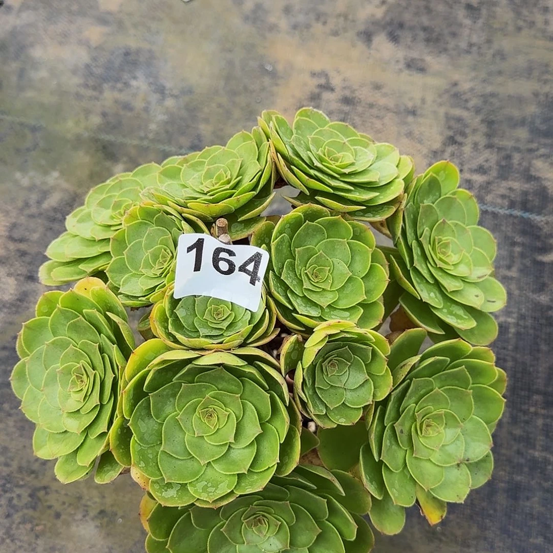 *****164万圣节老桩开播福利