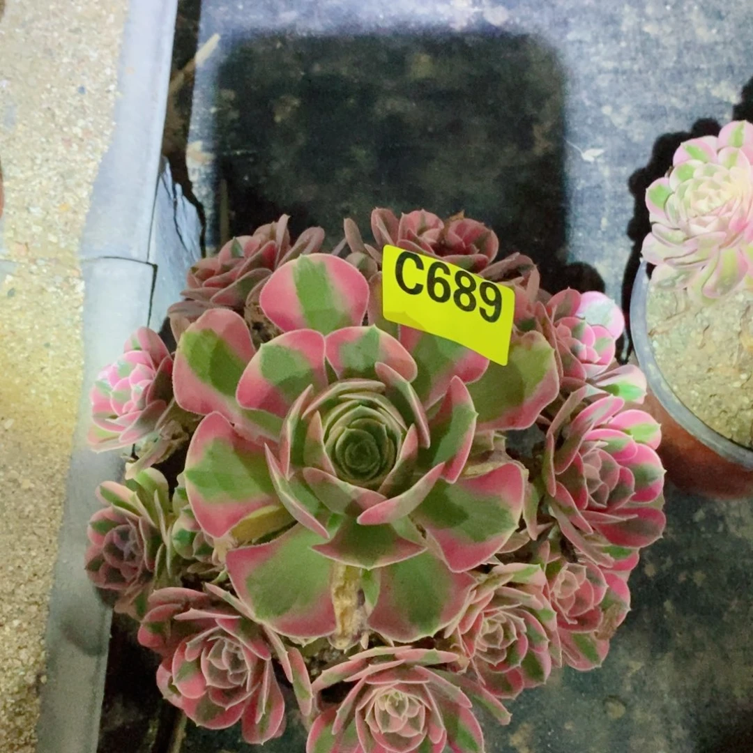 粉女巫多肉植物689