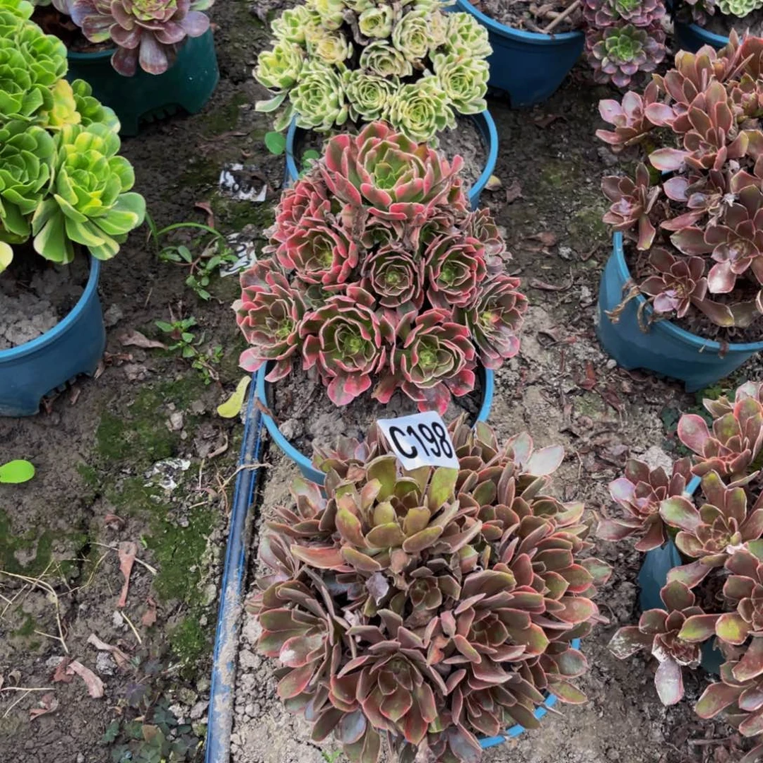 三盆法师26////38包邮