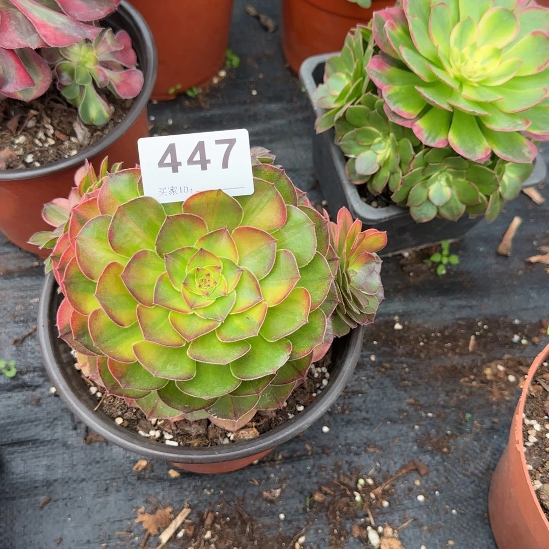 精品多肉植物0447