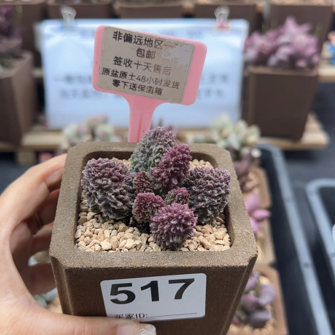 517朱紫玉多肉植物
