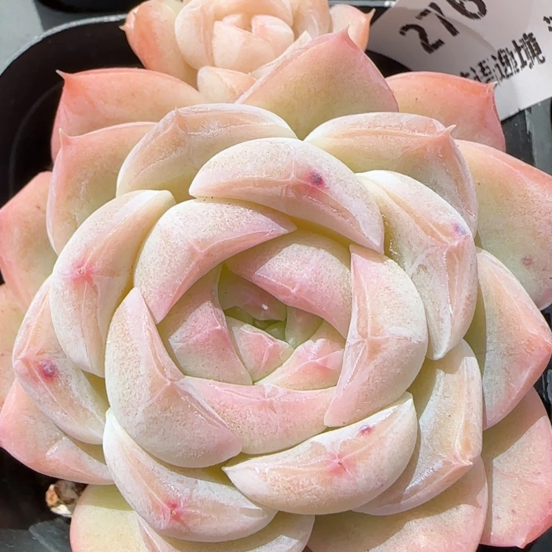 花语逸境0211-276