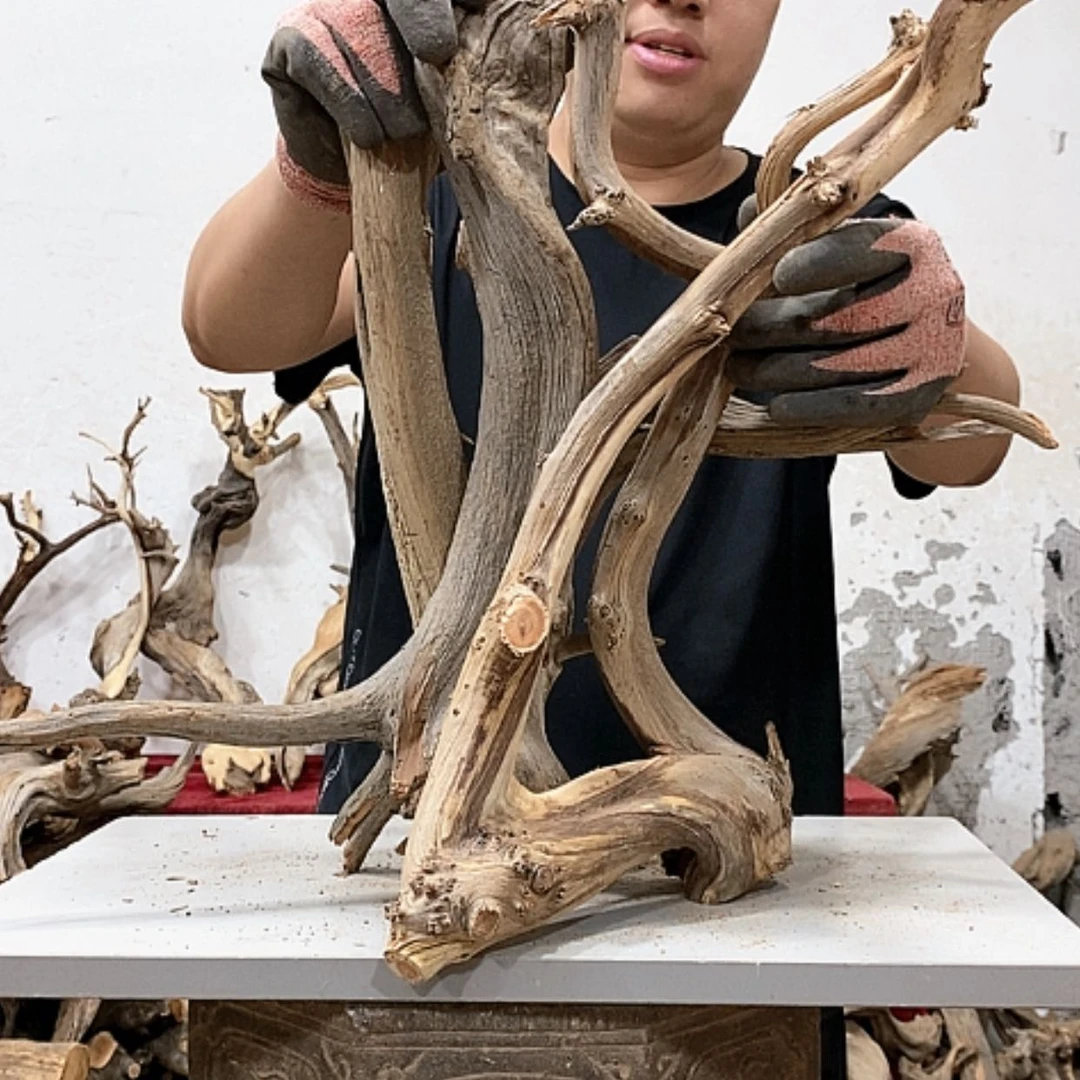 【闪购商品】柏木清**尘我们都是好孩子