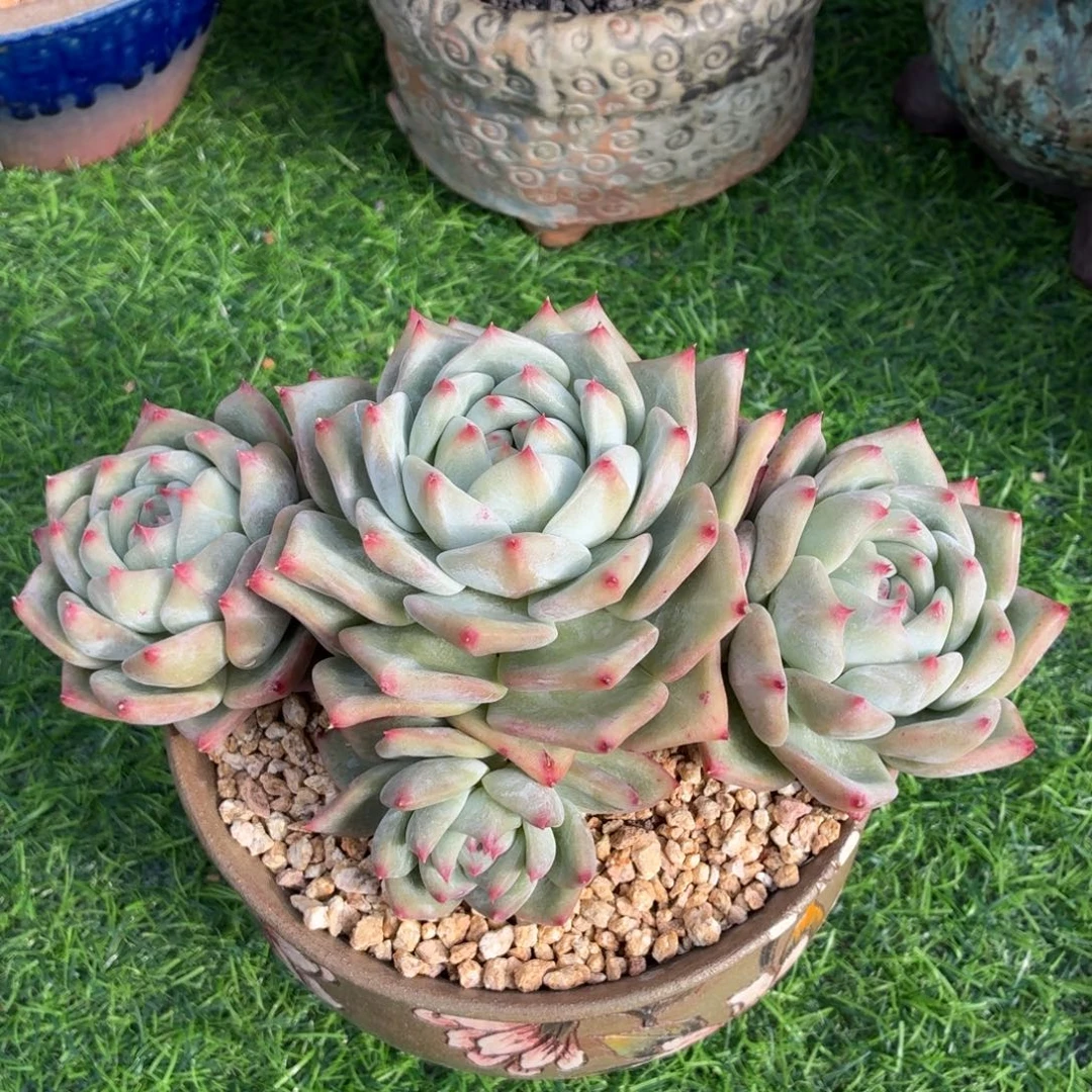 多肉植物 祖母绿-4