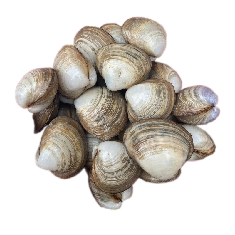 鲜活蛤蜊约480-500g