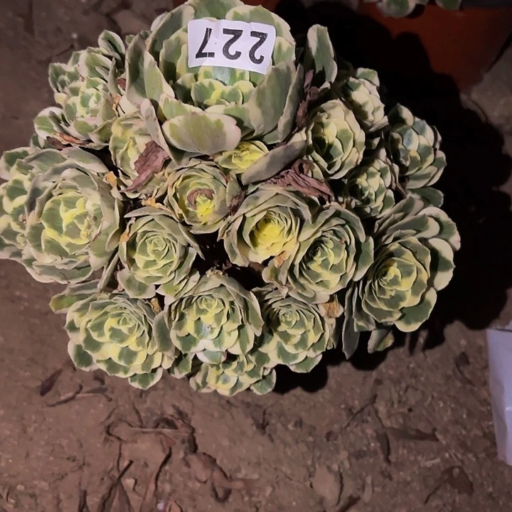 227迈巴赫多肉植物不售后