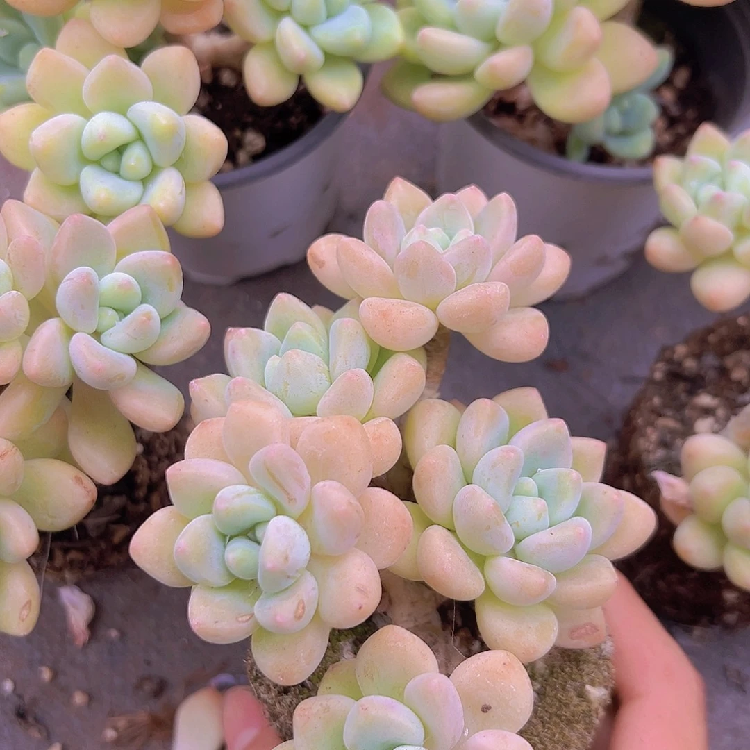 福利草莓奶昔多肉植物