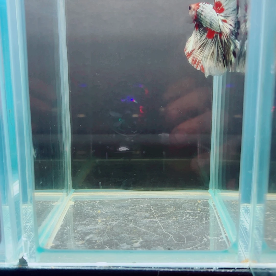 斗鱼S***?赤道斗鱼