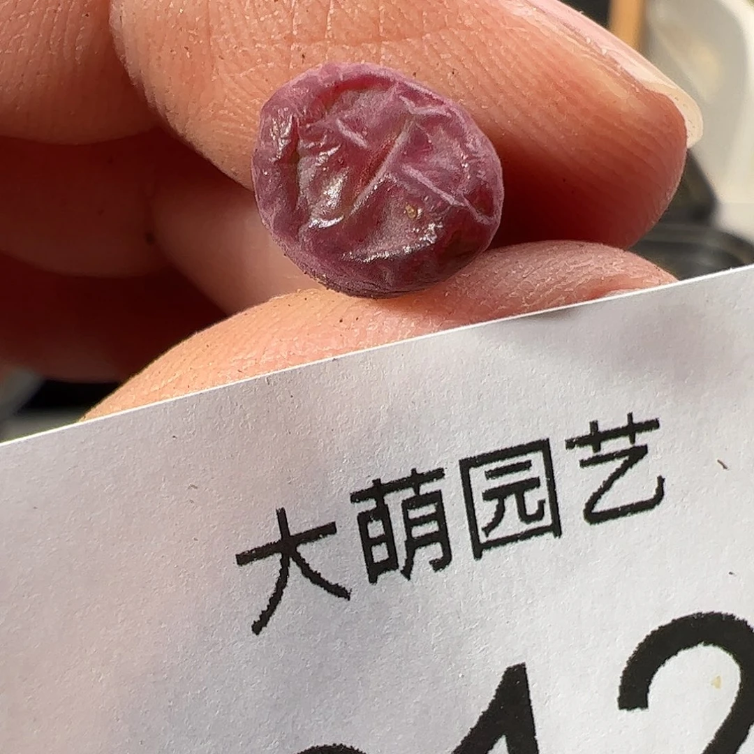 0000612 一物一拍……