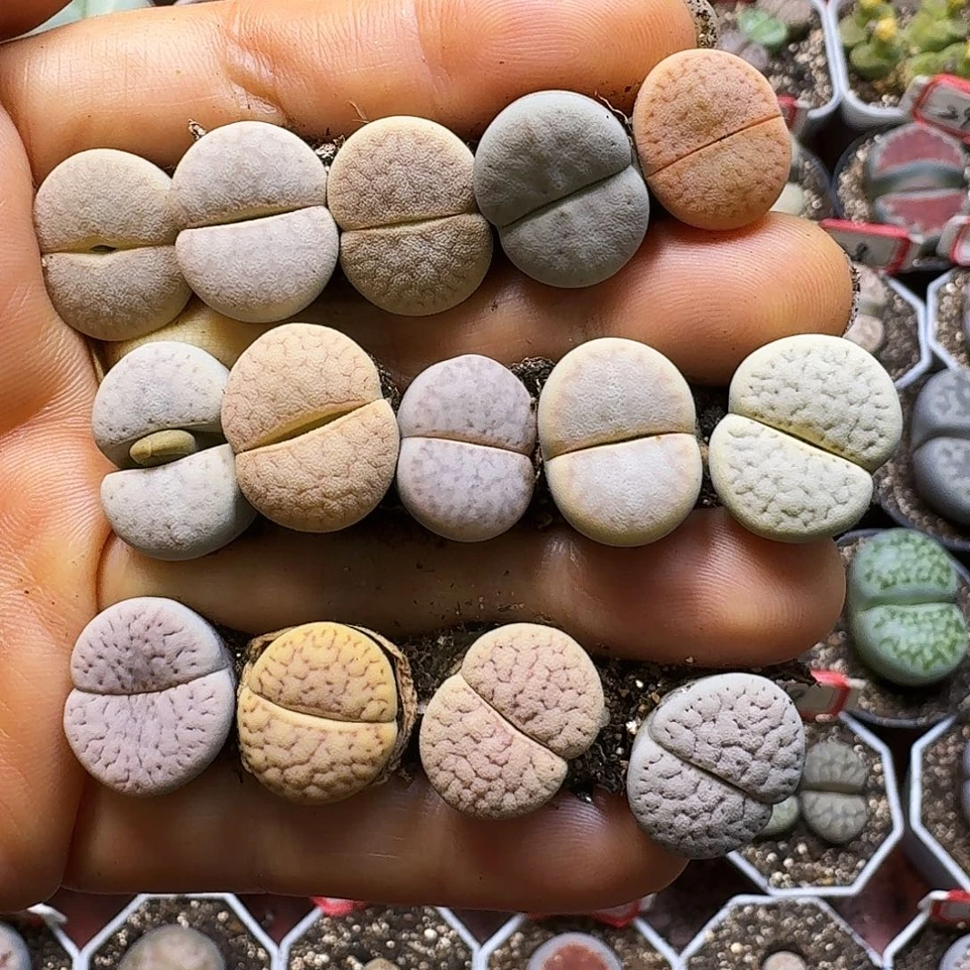 菲***崽生石花1111111。  338