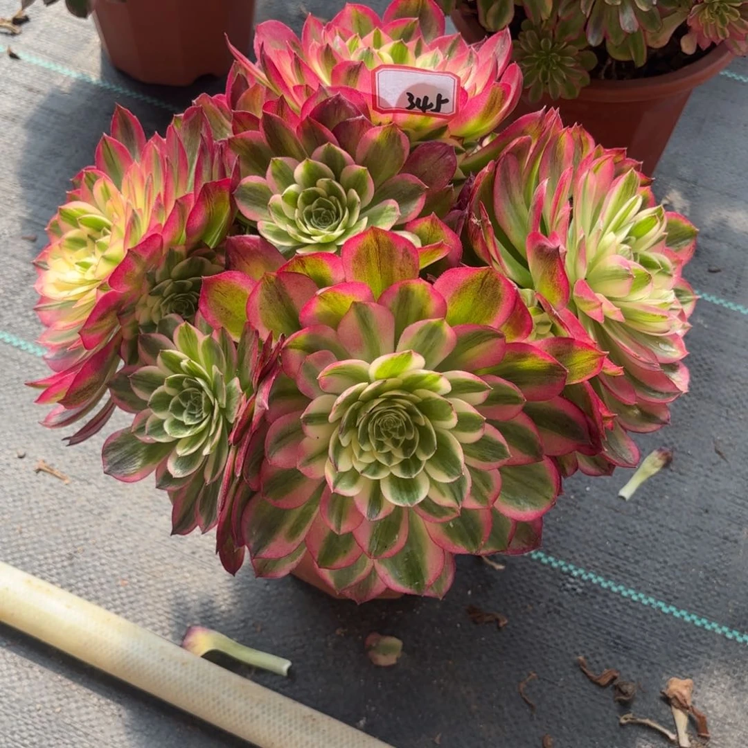 345海王多肉植物绿植