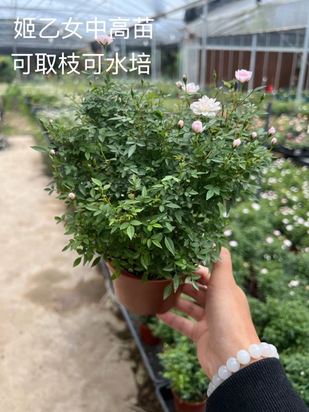 微月超微姬乙女可水培可取枝条扦插中苗渐变色勤花爆花好养易活