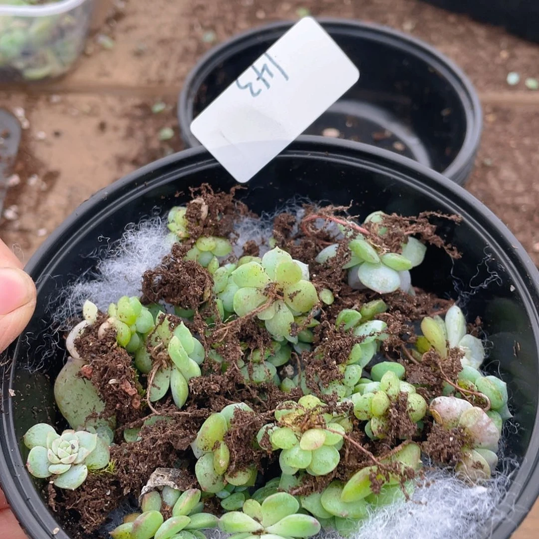 多肉植物多肉植物143