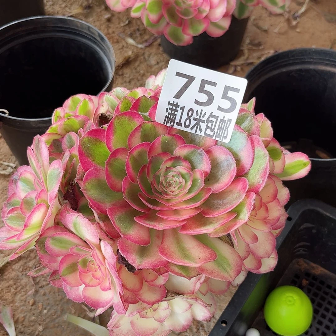 755倾城多肉无根发货