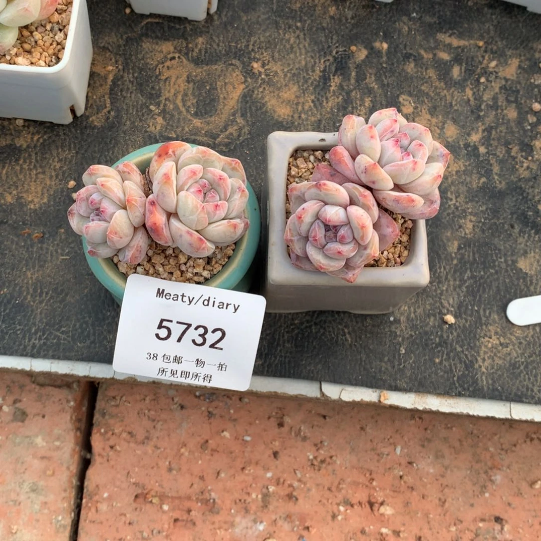 南***意5732两颗5厘米左右脱土发