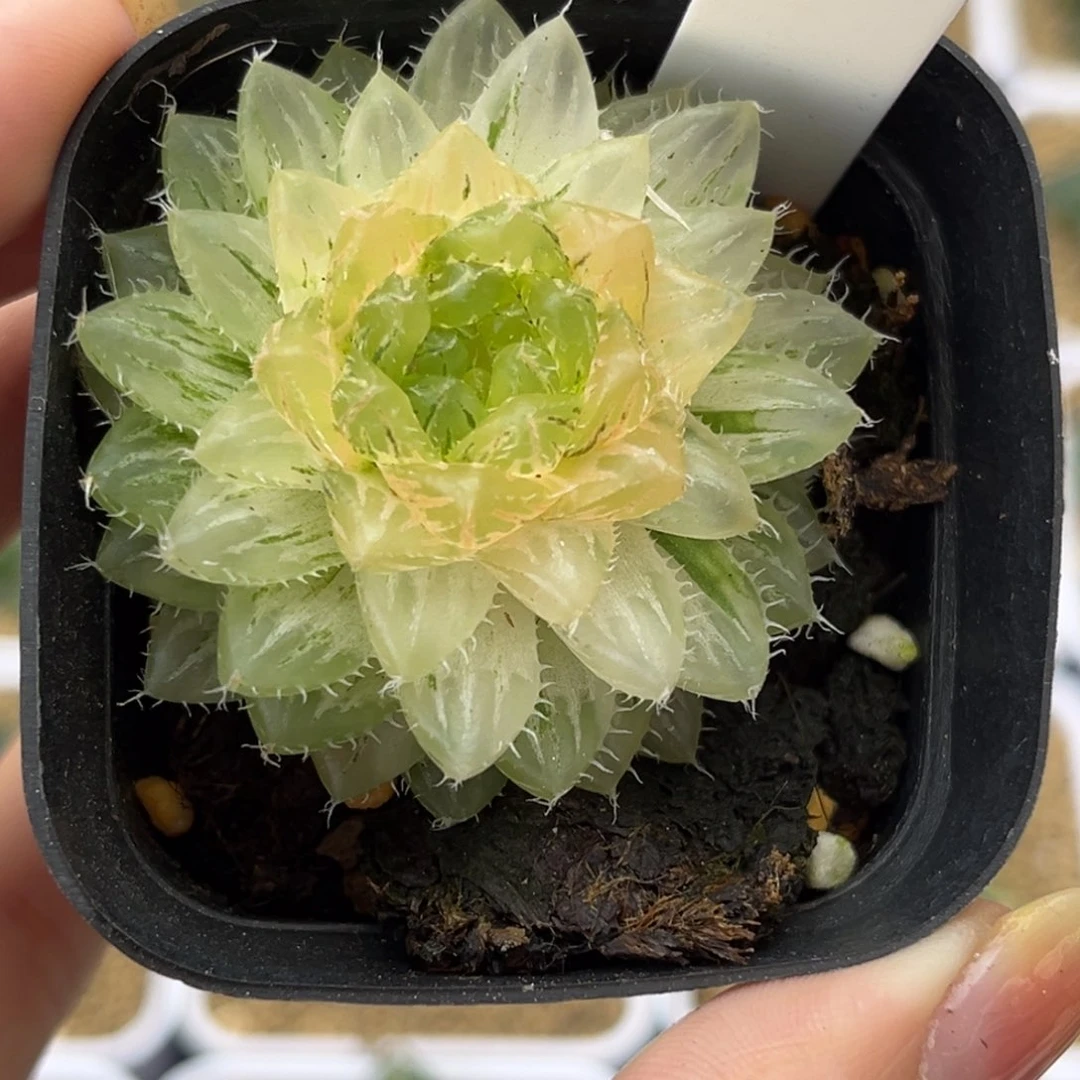 10翠云锦哈哈哈哈哈哈