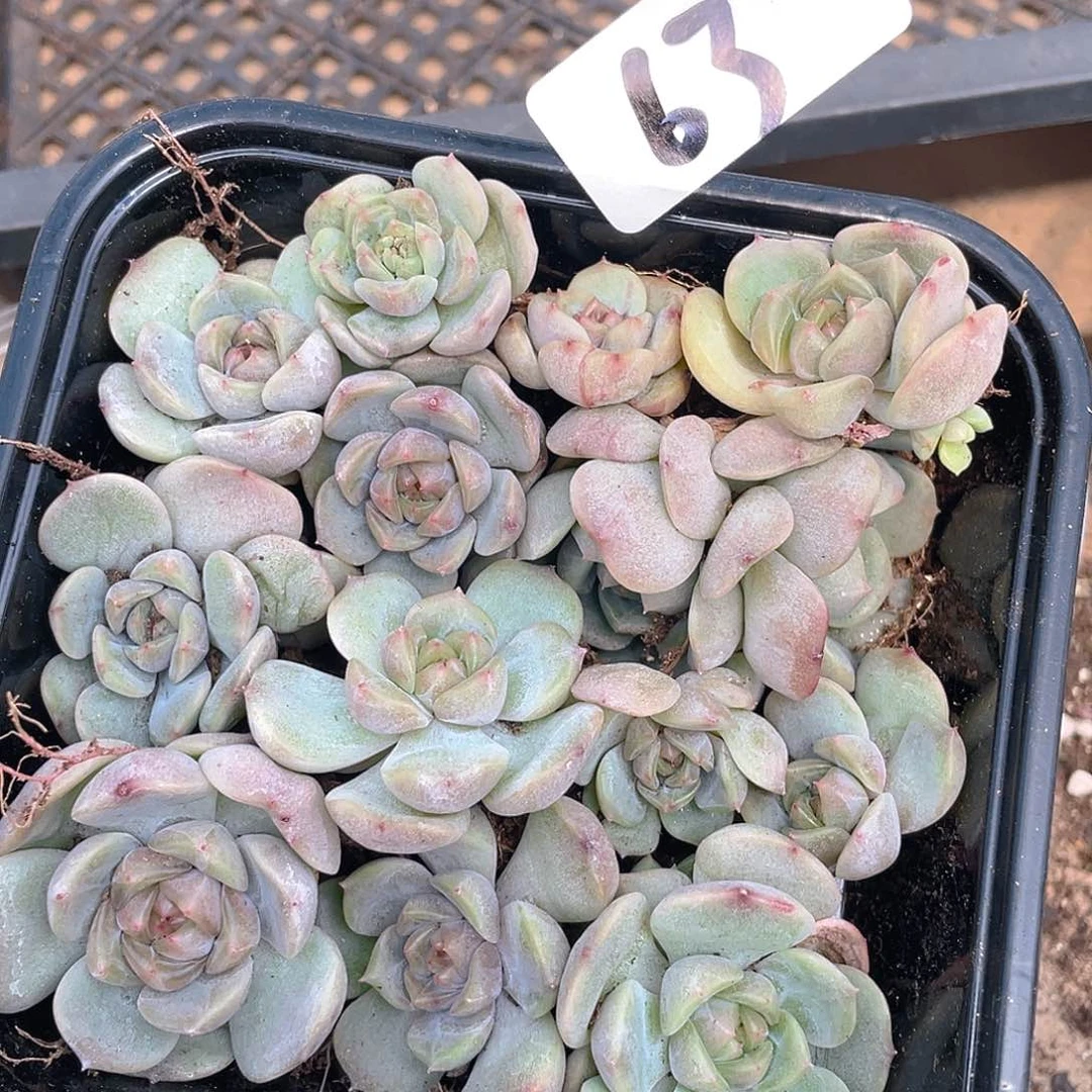 多肉植物多肉植物63