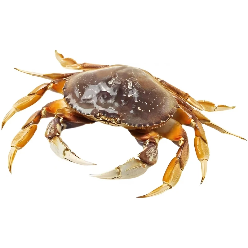 珍宝蟹压冰顺丰发货