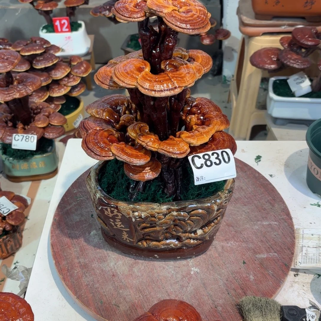 灵芝888888888888888888